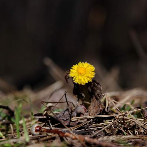Photo #12491604