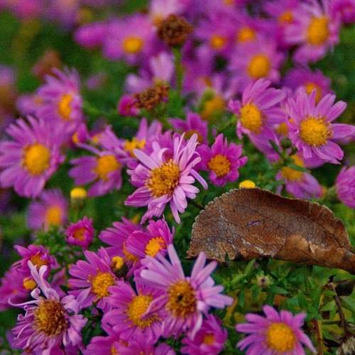 Photo #12491611