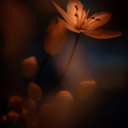 Photo #12492159