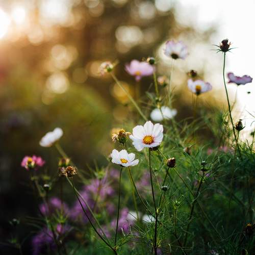 Photo #12492161