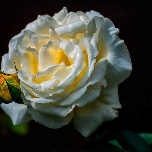 Photo #12492370