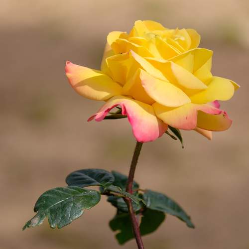 Photo #12492625