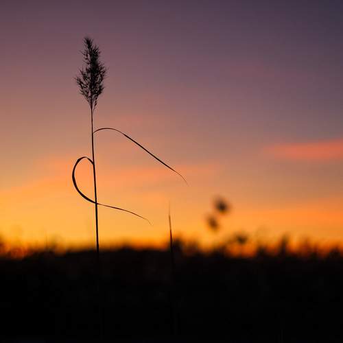 Photo #12492882