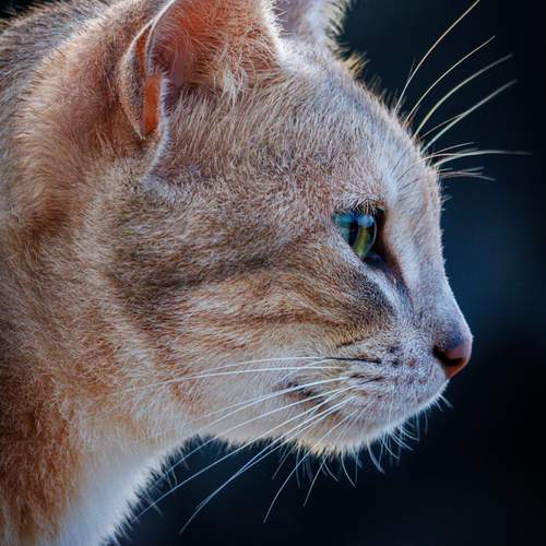 Photo #12493025