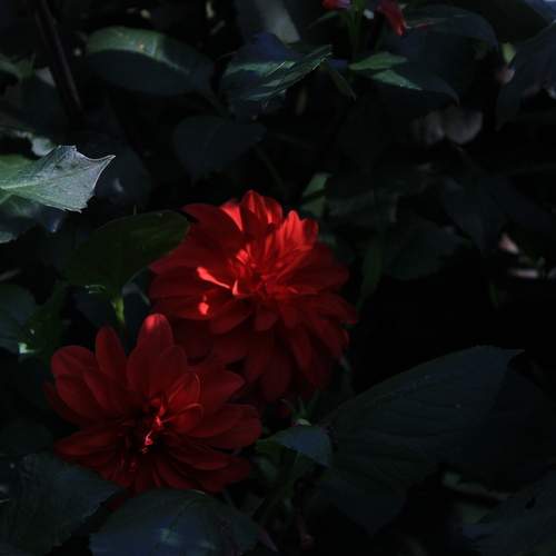 Photo #12493212