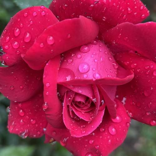 Photo #12493316
