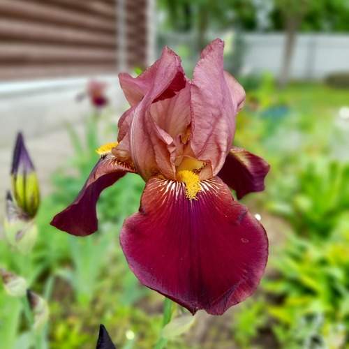Photo #12493418