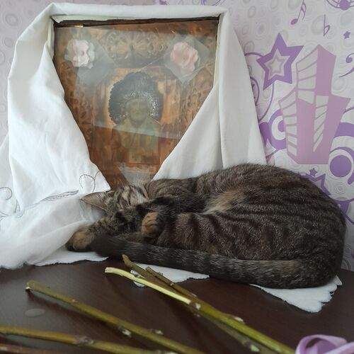 Photo #12493485