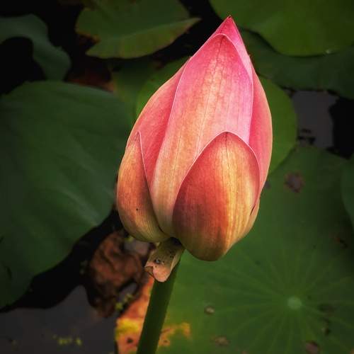 Photo #12493859