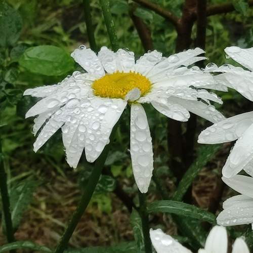 Photo #12493899