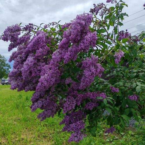 Photo #12493914