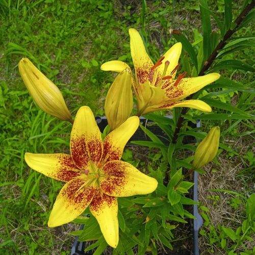 Photo #12493967