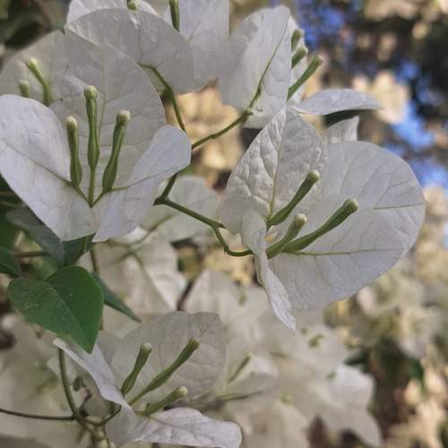 Photo #12494186