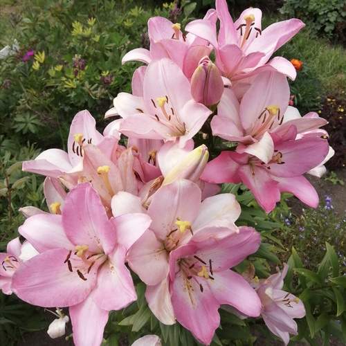 Photo #12494196