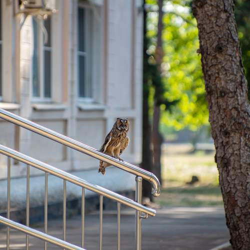Галина Григорьева