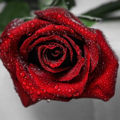 Photo #12494665