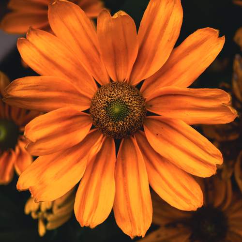 Photo #12494793