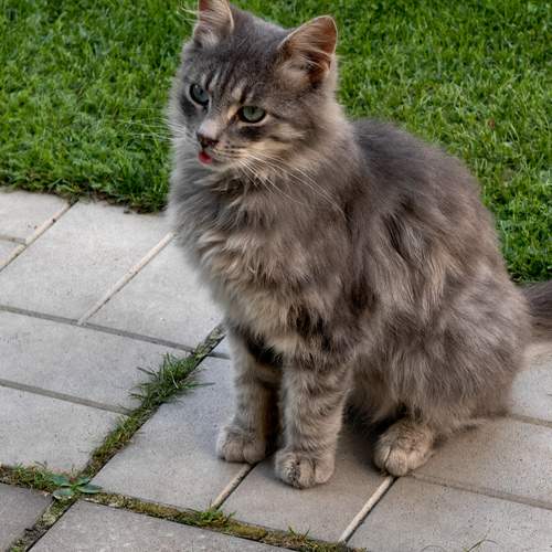 Photo #12494802