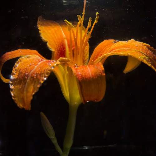 Photo #12494920