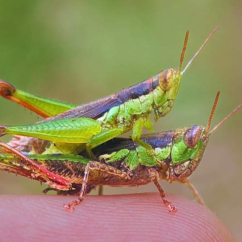 Photo #12495159