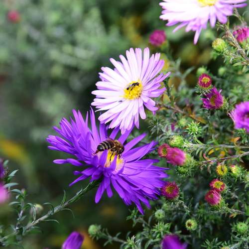 Photo #12495332