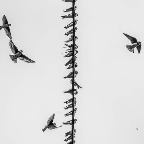 Photo #12495480