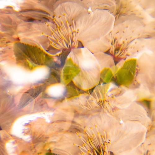 Photo #12495499