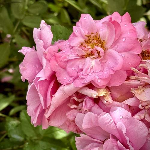 Photo #12495750