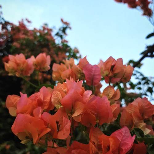 Photo #12496131