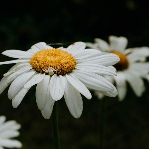 Photo #12496392