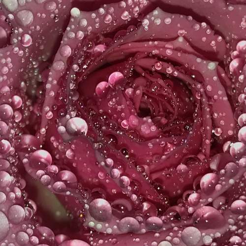 Photo #12496432