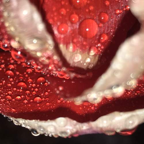 Photo #12496433