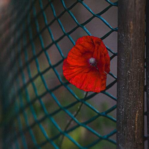 Photo #12496703