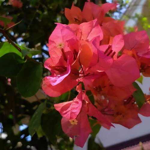 Photo #12497071