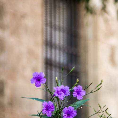 Photo #12497115