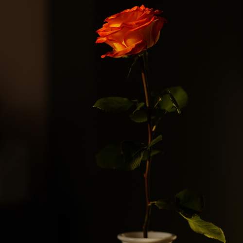 Photo #12497533