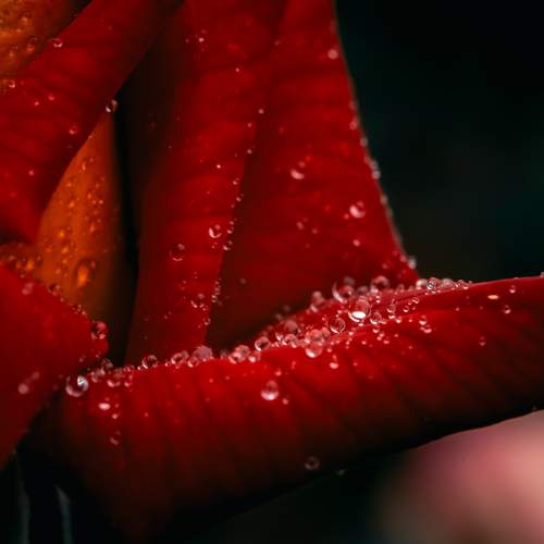 Photo #12497620