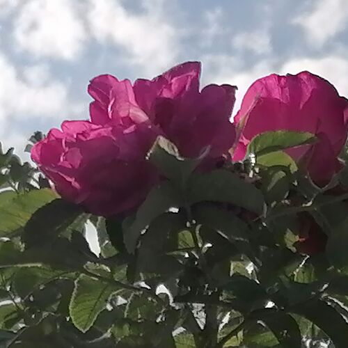 Photo #12498011