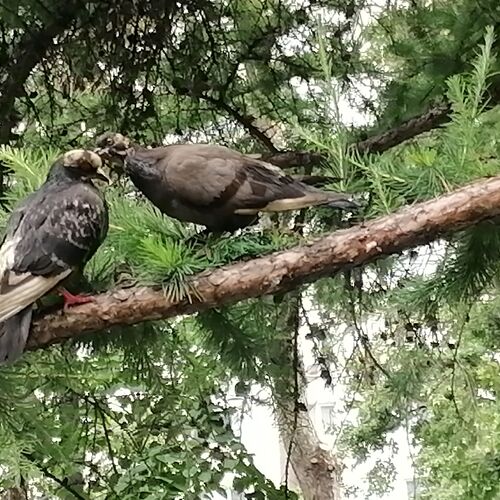 Photo #12498045