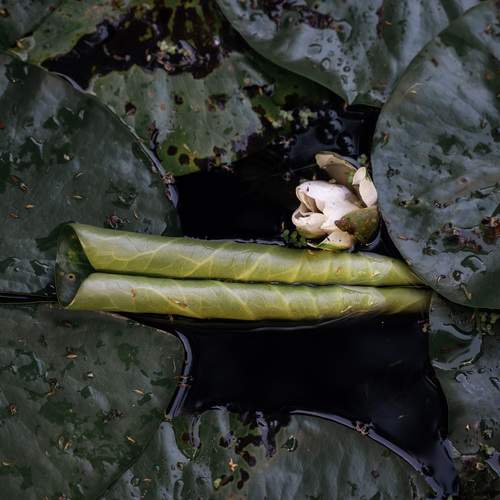 Photo #12498227
