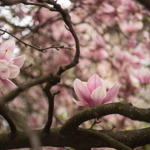 Photo #12498330