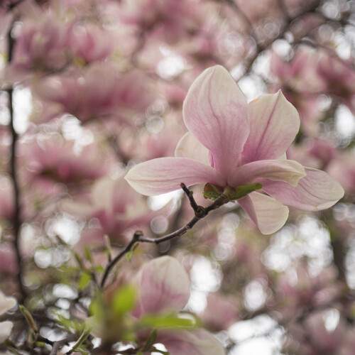 Photo #12498331