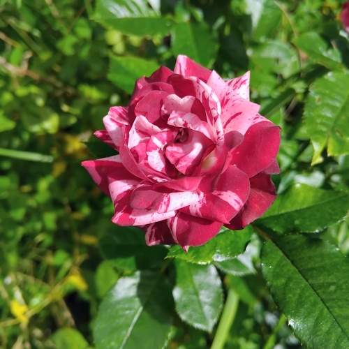 Photo #12498359