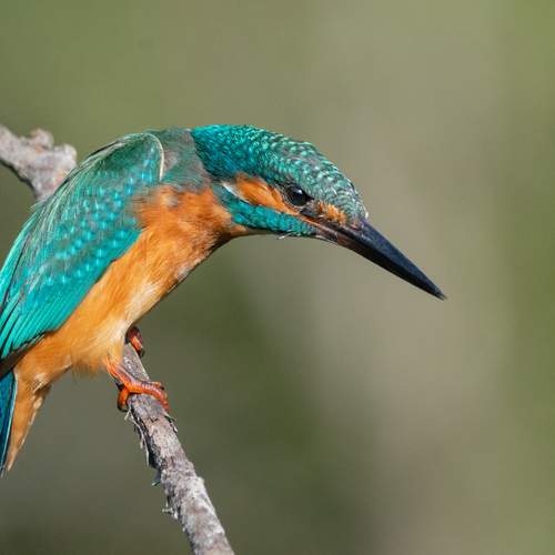 Photo #12498384