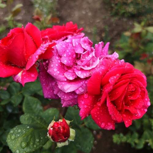 Photo #12498597