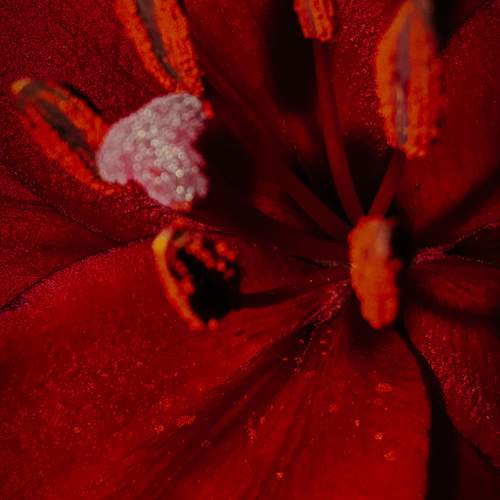 Photo #12498748
