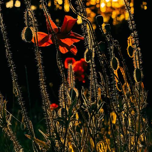Photo #12498754