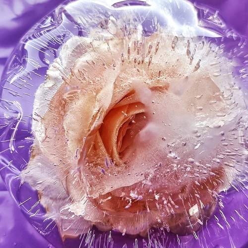Photo #12499236