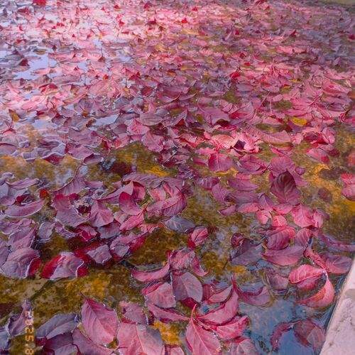 Photo #12499766