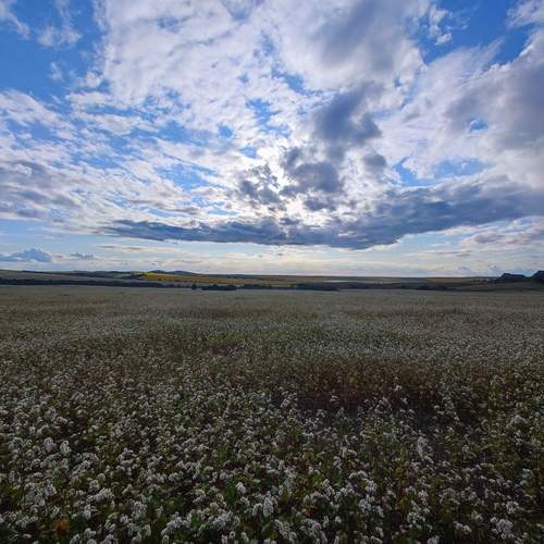 Photo #12499807